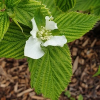 Rhodotypos scandens